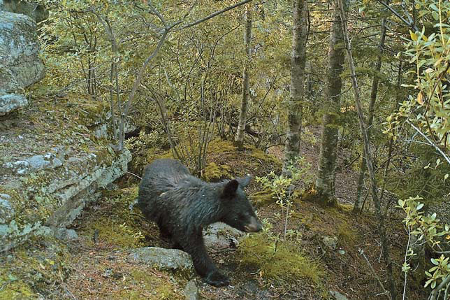 Медведи периодически забираются на скальный останец в верховьях р. Быкова («Природа» №4, 2017)