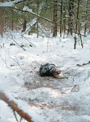 Голова гималайского медведя, убитого самцом тигра и съеденного им и тигрицей («Природа» №4, 2017)