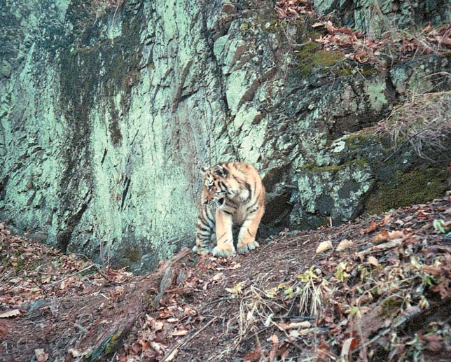 Шестимесячный тигренок («Природа» №4, 2017)