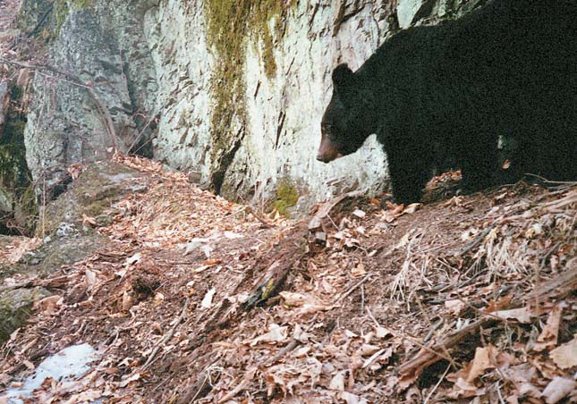 Медведь на тигриной тропе («Природа» №4, 2017)