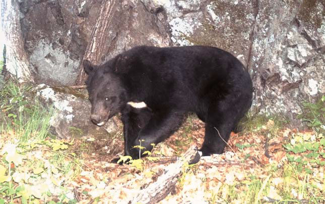 Медведь, оторвавший фотоловушку («Природа» №4, 2017)