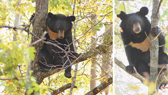 Медведь на дереве («Природа» №4, 2017)