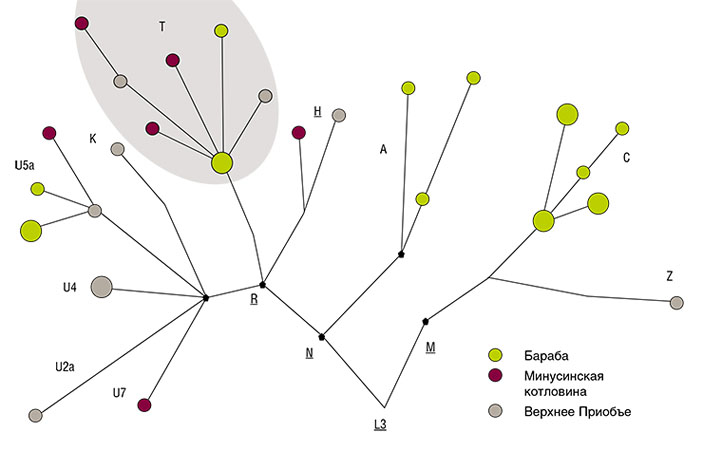 Схематическое изображение филогенетического дерева митохондриальной ДНК представителей андроновского (федоровского) населения Барабы из различных районов юга Западной Сибири («Наука из первых рук» №3, 2018)