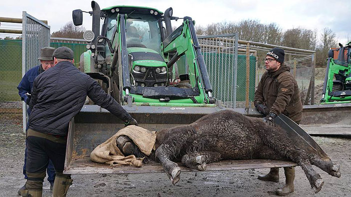 Обездвиженный зубр в ковше трактора («Коммерсантъ Наука» №7, август 2018)