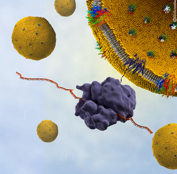 Вирус гепатита С прикрепляется к клетке («Химия и жизнь» №9, 2018)
