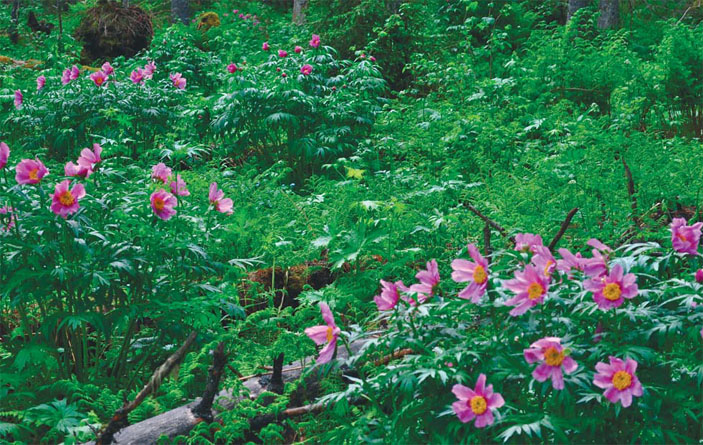 Высокотравный темнохвойный лес в фазу цветения пионов («Природа» №2, 2014)