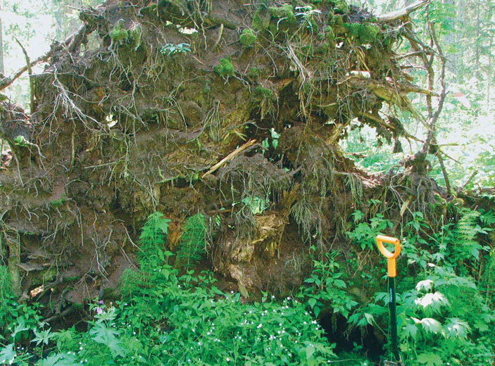 Элементы ветровально-почвенного комплекса: бугор и западина в высокотравном лесу («Природа» №2, 2014)