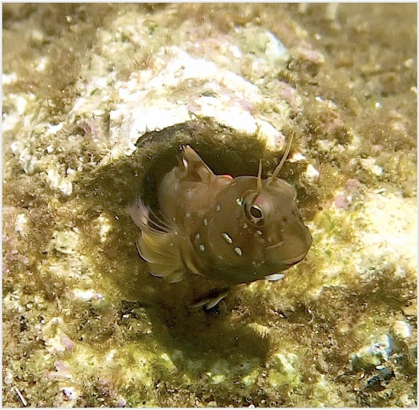 Рис. 1. Самец морской собачки Rhabdoblennius nitidus у ;входа в искусственное гнездо (Matsumoto et al., 2018) («ТрВ» №20(264), 09.10.2018)