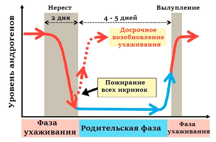 Рис. 2. Гормональные горки самца: в период ухаживания уровень андрогенов высок, в период заботы о потомстве — низок (Matsumoto et al., 2018) («ТрВ» №20(264), 09.10.2018)