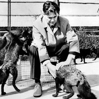 Доместикация