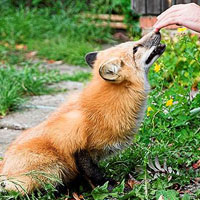 Тысячелетия эволюции лисы Беляева прошли за несколько лет