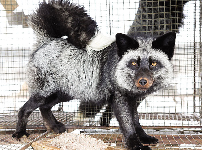 Собачий хвост, пегость, короткие лапы и еще целый ряд внешних признаков отличают доместицированных лисиц от их диких сородичей («Наука из первых рук» №1(77), 2018)