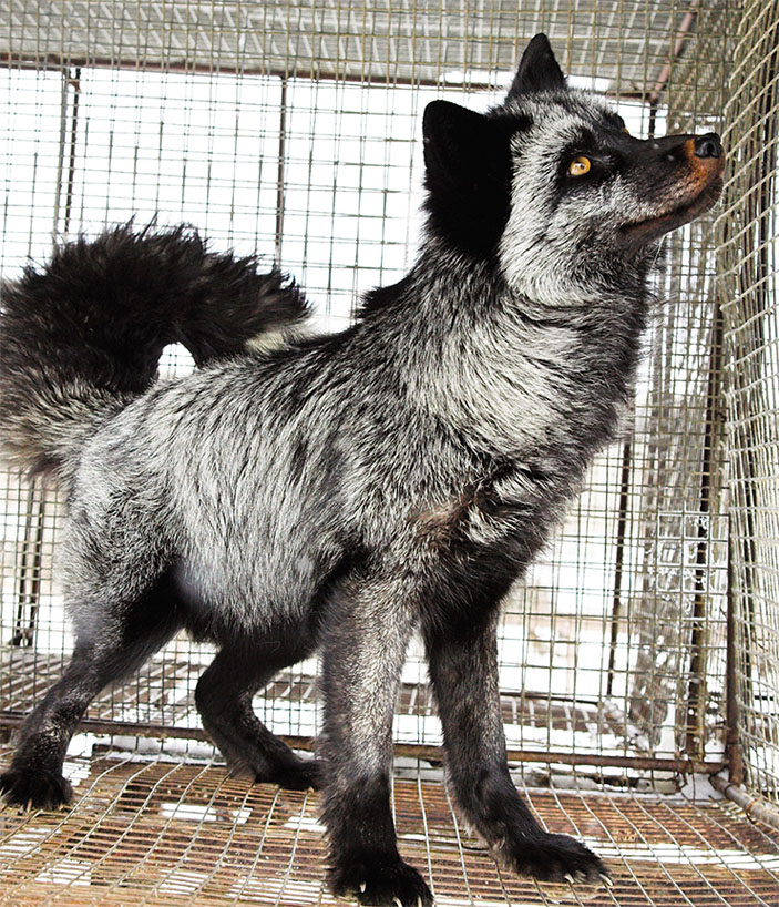 Доместицированная лиса («Наука из первых рук» №1(77), 2018)