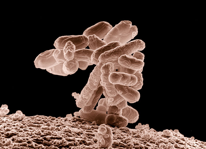 Lactobacillus Leichmannii («Химия и жизнь» №9, 2018)