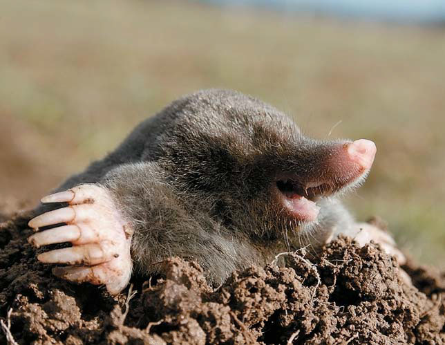 Рис. 1. Обыкновенный крот («Природа» №4, 2014)