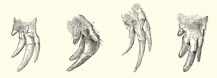 Рис. 3. Лапы цокоров («Природа» №4, 2014)