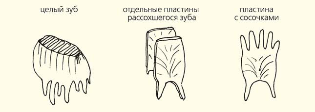 Рис. 6. Схема растрескивания зуба мамонта на отдельные пластины («Природа» №4, 2014)