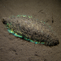 Морская мышь