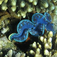 Разноцветные тридакны