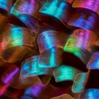 Чешуйки бабочки