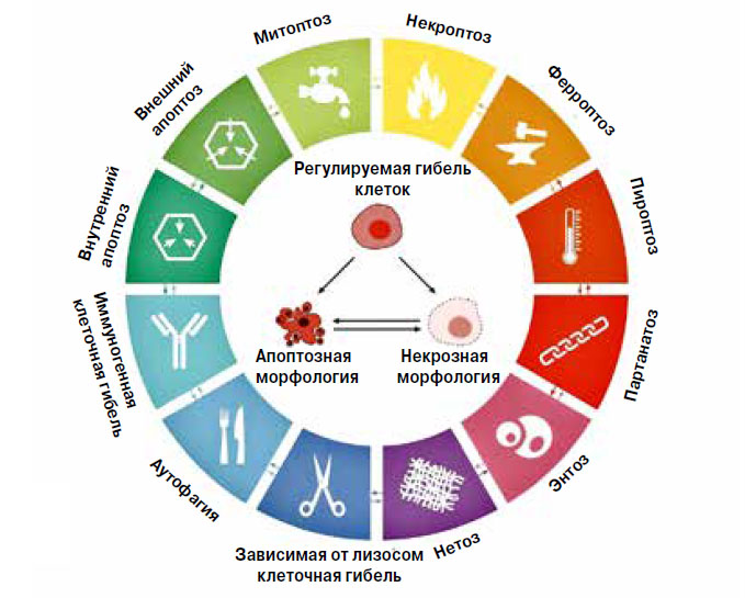 Рис. 1. Типы регулируемой гибели клеток («Химия и жизнь» №10, 2018)