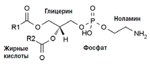 Рис. 2. Фосфатидилэтаноламин (кефалин) («Химия и жизнь» №10, 2018)