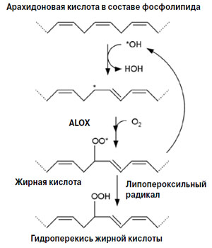 Рис. 4. Окисление полиненасыщенной жирной кислоты в составе фосфолипида («Химия и жизнь» №10, 2018)