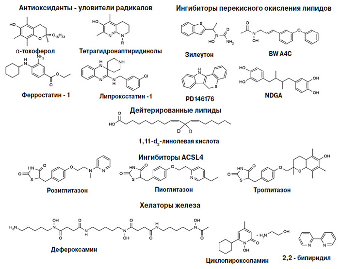 Рис. 6. Ингибиторы ферроптоза («Химия и жизнь» №10, 2018)