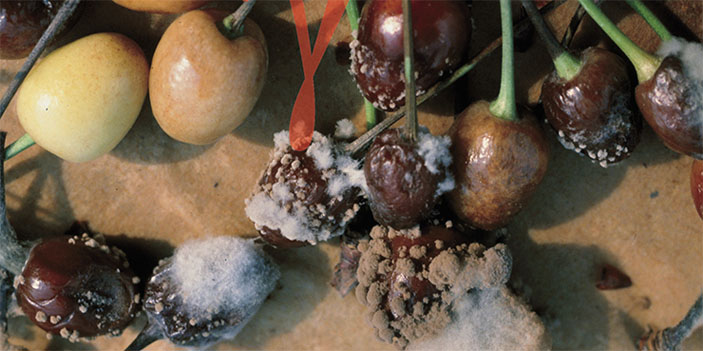 Черешня, пораженная M. fructicola («Наука из первых рук» №4, 2018)