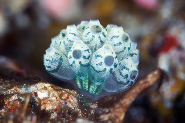 Колониальная асцидия Nephtheis fascicularis («Природа» №5, 2014)