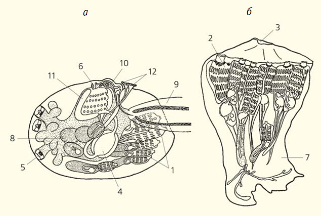 Рис. 2. Асцидия Hypsistozoa fasmeriana («Природа» №5, 2014)