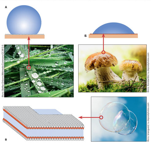 Поведение капли воды при попадании на гидрофобную, гидрофильную поверхности и при добавлении к ней амфифильного вещества — лаурилсульфата («Наука и жизнь» №11, 2018)