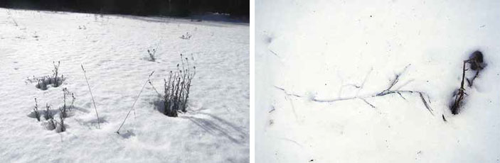 Дорога в поле («Квантик» №12, 2017)