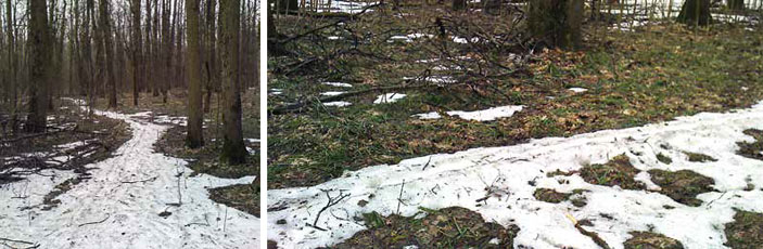 Тропинка в лесу и лыжня весной («Квантик» №12, 2017)