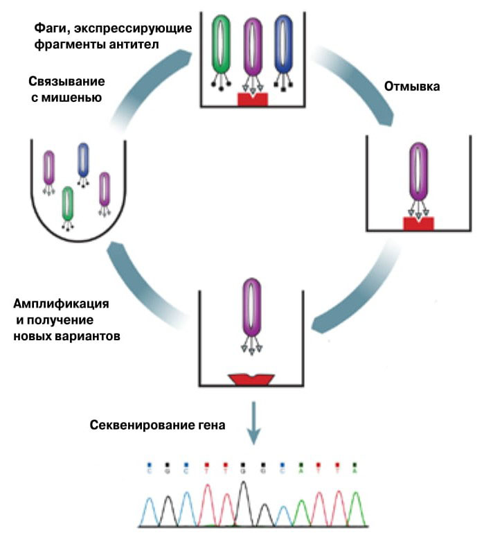 Фаговый дисплей: принцип метода («Химия и жизнь» №11, 2018)