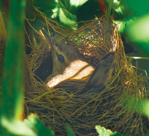 Самка кустарниковой камышевки Acrocephalus concinens на гнезде («Природа» №8, 2014)