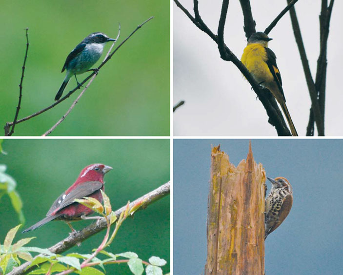Птицы Хупиншаня: самец серого чекана, самка черно-красного длиннохвостого личинкоеда, самец винно-красной чечевицы, индийский дятелок («Природа» №8, 2014)