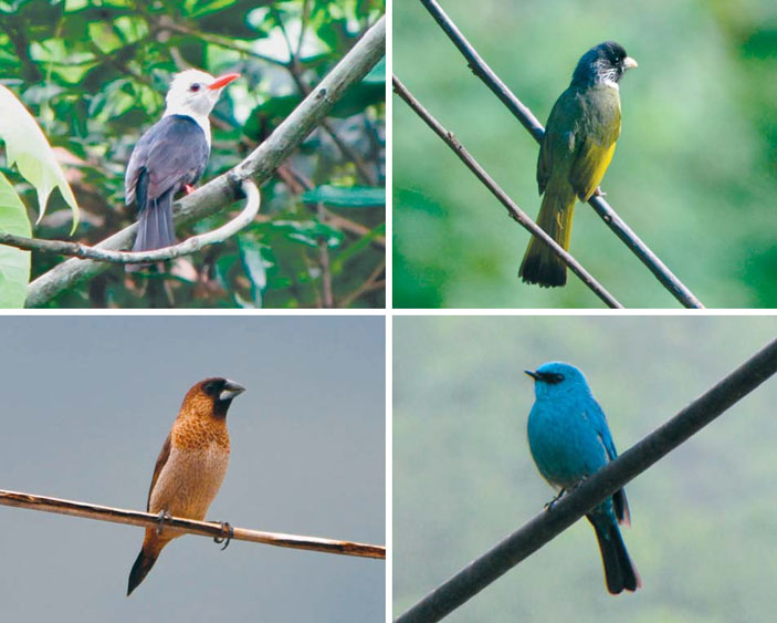 Белоголовый подвид черного бюльбюля, ошейниковый бюльбюль, острохвостая бронзовая амадина, самец лазурной мухоловки («Природа» №8, 2014)