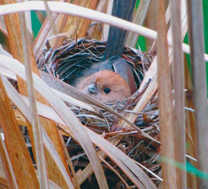 Бурая сутора Suthora webbianus на гнезде («Природа» №8, 2014)