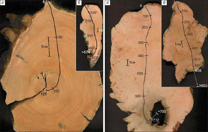 Срезы стволов кедрового стланика («Природа» №9, 2014)