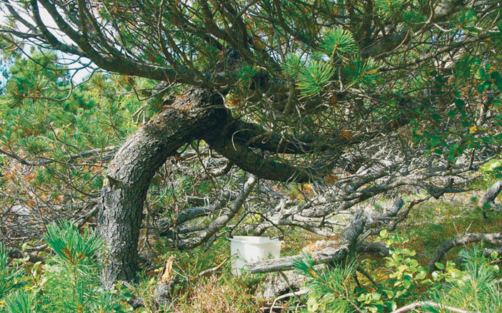 «Штамб» кедрового стланика («Природа» №9, 2014)