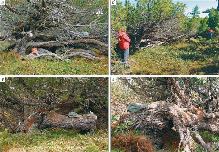 Кедровые стланики-монстры, с необычайно толстыми в основании и длинными ветвями («Природа» №9, 2014)