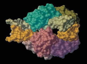 Рис. 3. Фермент аспартаткарбамоилтрансфераза («Природа» №10, 2014)
