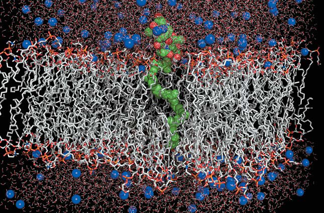 Рис. 5. Компьютерная модель бактериальной мембраны липида-II («Природа» №10, 2014)
