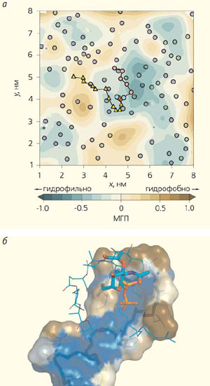 Рис. 6. Липид-II на карте молекулярного гидрофобного потенциала (МГП) участка бактериальной мембраны и в комплексе с низином («Природа» №10, 2014)