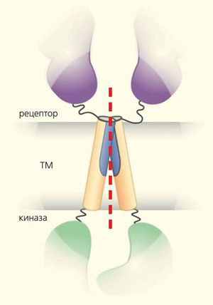 Рис. 7. Схема строения и димеризации рецепторных тирозинкиназ (рисунок А. А. Полянского) («Природа» №10, 2014)