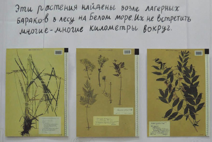 1. Три листа гербария Московского университета. Презентация выставки «Засушенному — верить» на Детской площадке Международной ярмарки Non/fiction осенью 2017 года. Фото Надежды Пантюлиной («ТрВ» №24(268), 04.12.2018)