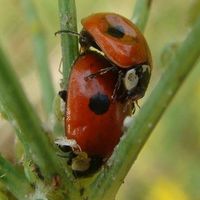 Двухточечная коровка