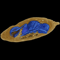 Рис. 1. Куколка мухи и визуализация осы Xenomorphia resurrecta, лежащей внутри нее