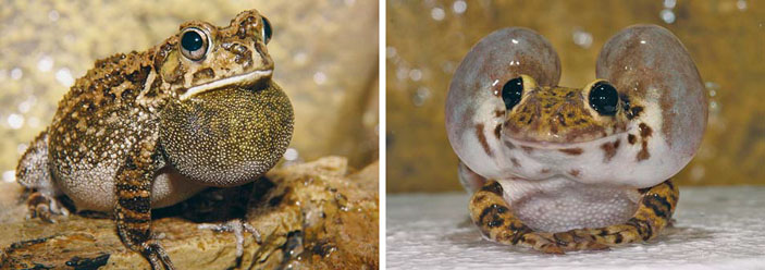 Резонаторы разных типов: у самцов шлемоголовой жабы и краснопятнистой, или чернопятнистой квакши («Природа» №12, 2014)